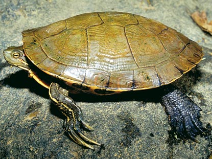 Tartaruga da identificare